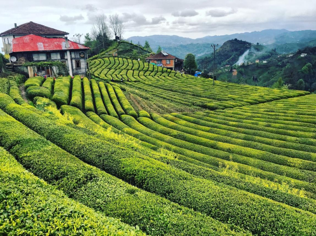 Green tea plantations on mountain slopes in Rize Turkey.