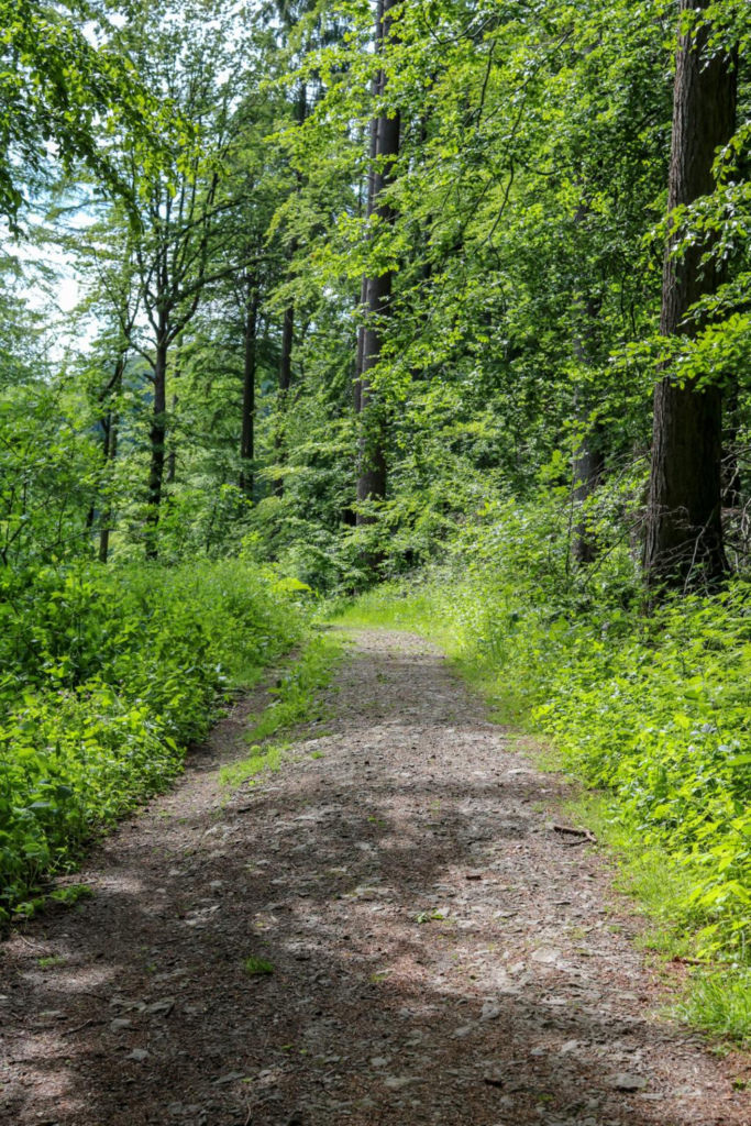 Forest landscape near Bielefeld Germany.