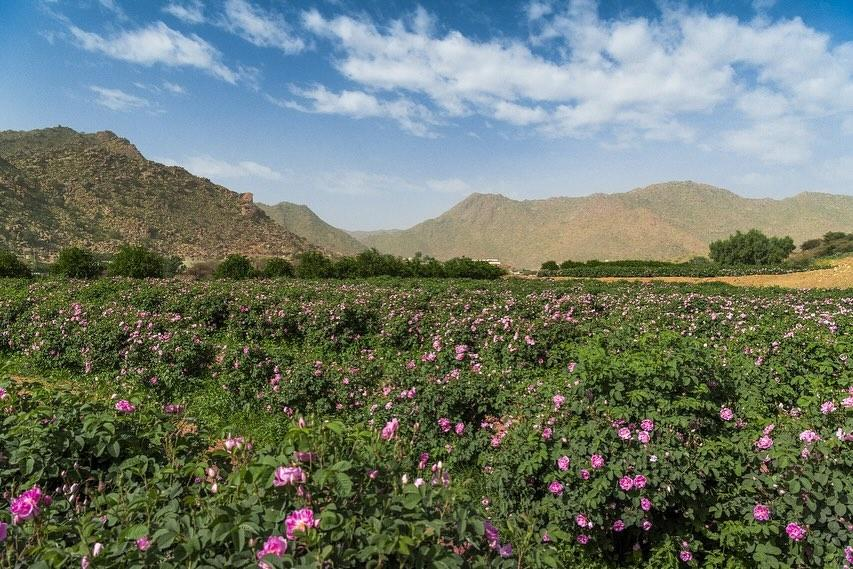 Taif rose farms Saudi Arabia