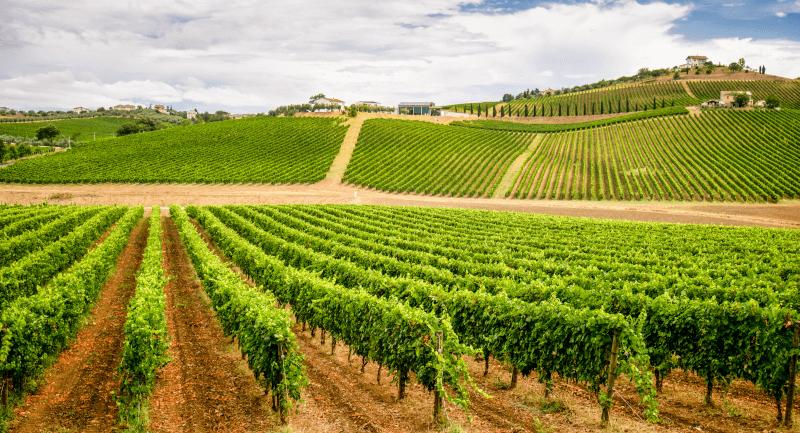 Vineyard landscape in Gagauzia Moldova.