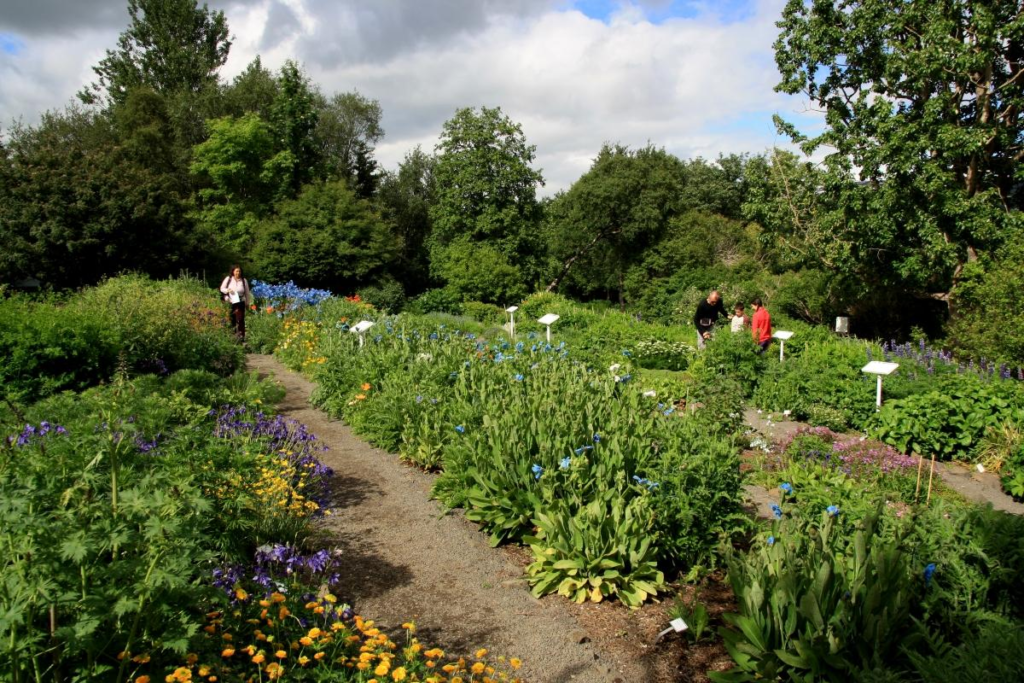 Botanical garden in Akureyri Iceland.